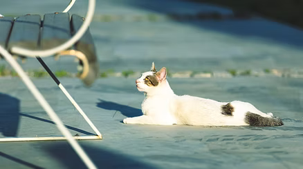 chat allongé au soleil