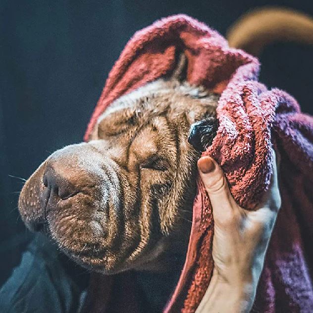chien shar-peï après le bain