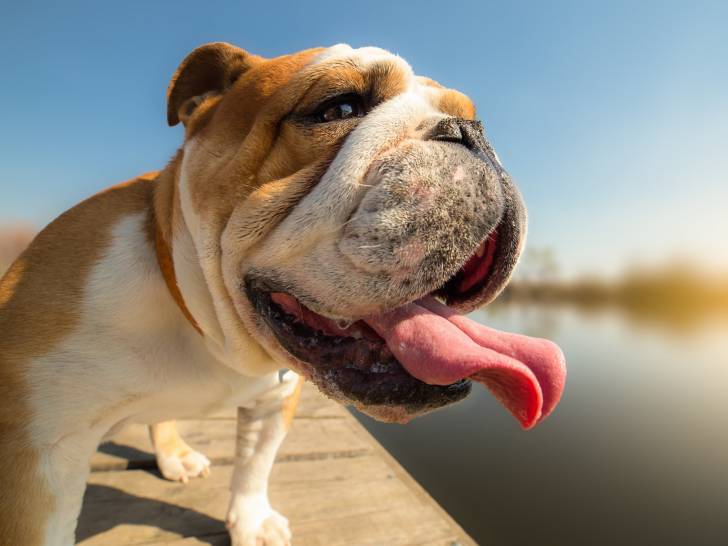 Le coup de chaleur chez le chien : comment réagir ?