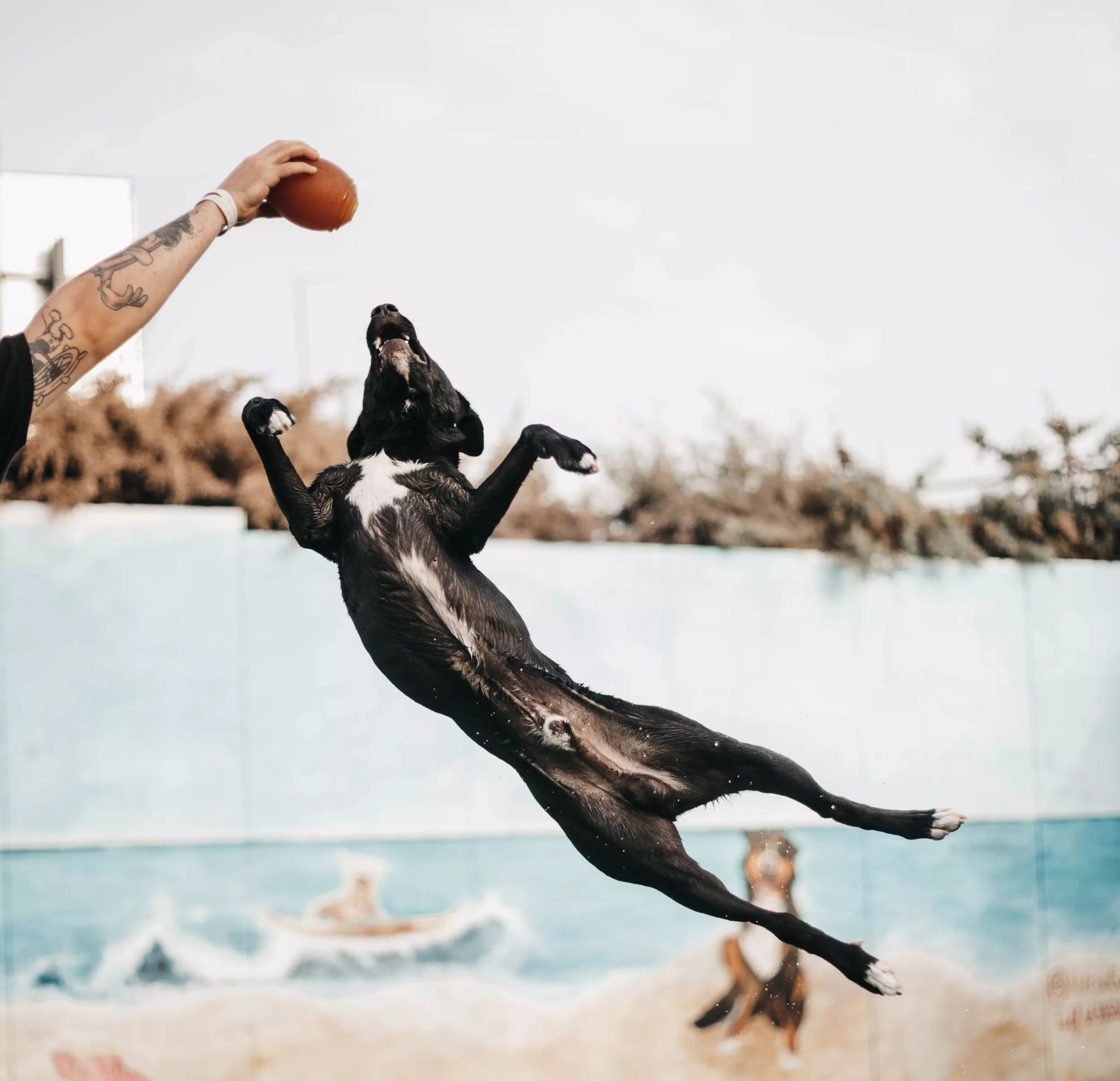 Ballon de football américain en résine organique naturelle pour chien