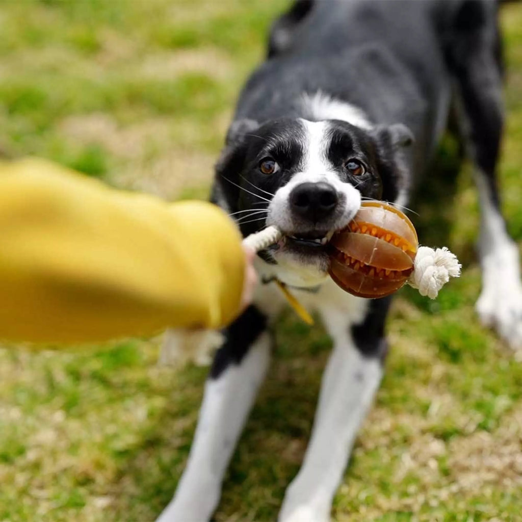 Balle avec corde, dentée et flottante pour chien