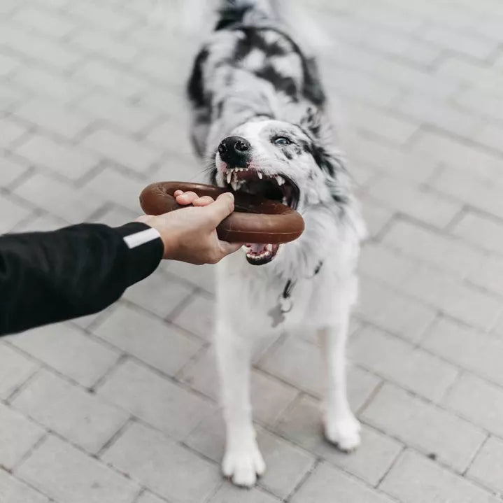 Anneau en résine organique naturelle - Jouet  pour chiens