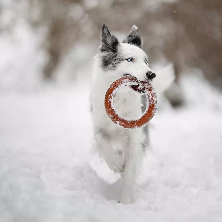 Anneau en résine organique naturelle - Jouet  pour chiens