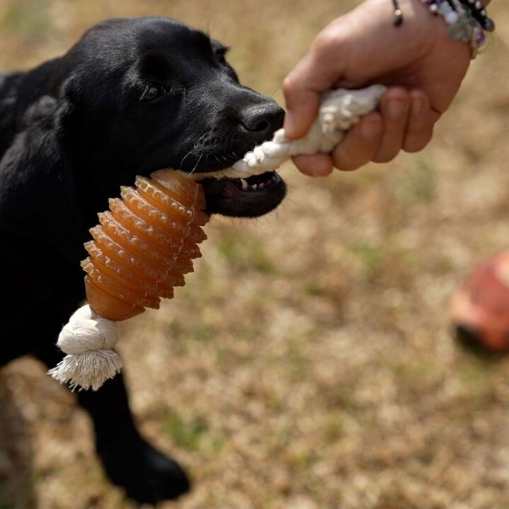 Jouet dentaire en résine organique naturelle avec corde pour chien