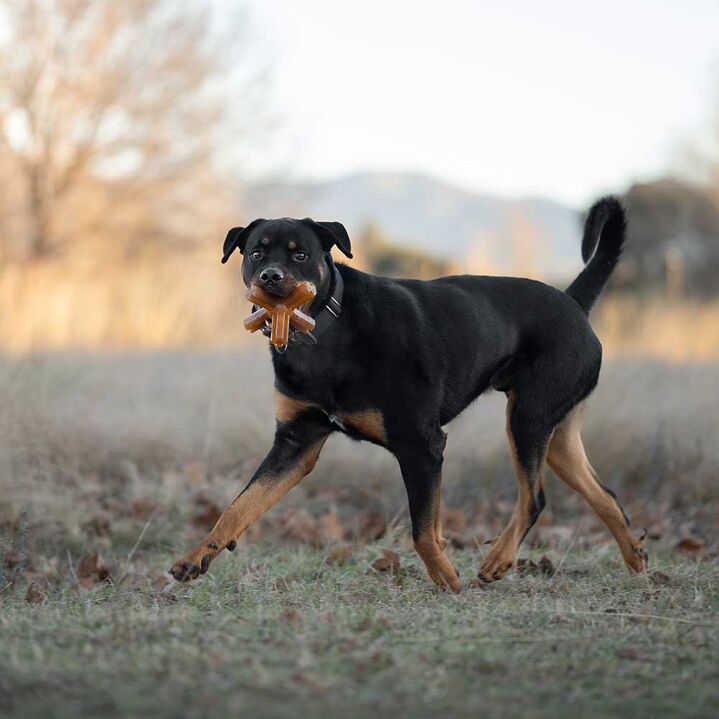 Etoile en résine organique Jouet naturel pour chien et chiot
