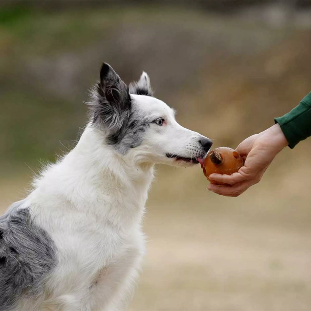 Balle à trous pour chien en résine organique naturelle