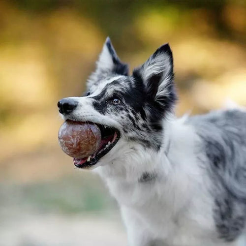 Balle dure en résine organique naturelle pour chien