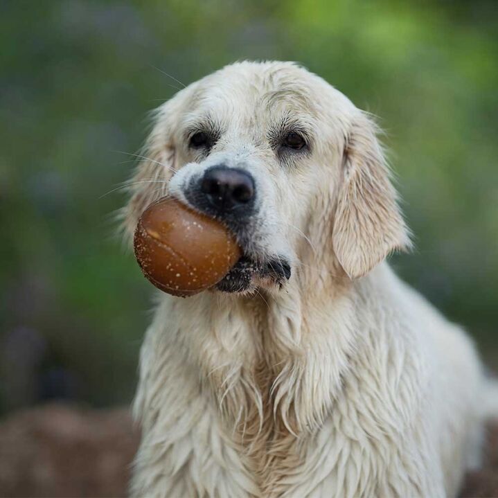 Balle pour chien en résine organique naturelle