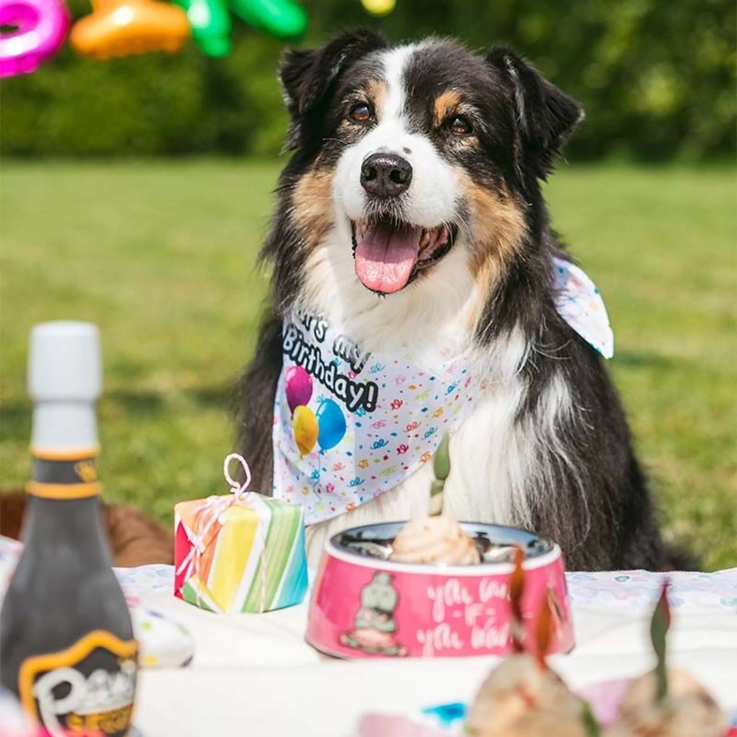 Gâteau d'anniversaire pour chiens en forme de cupcake