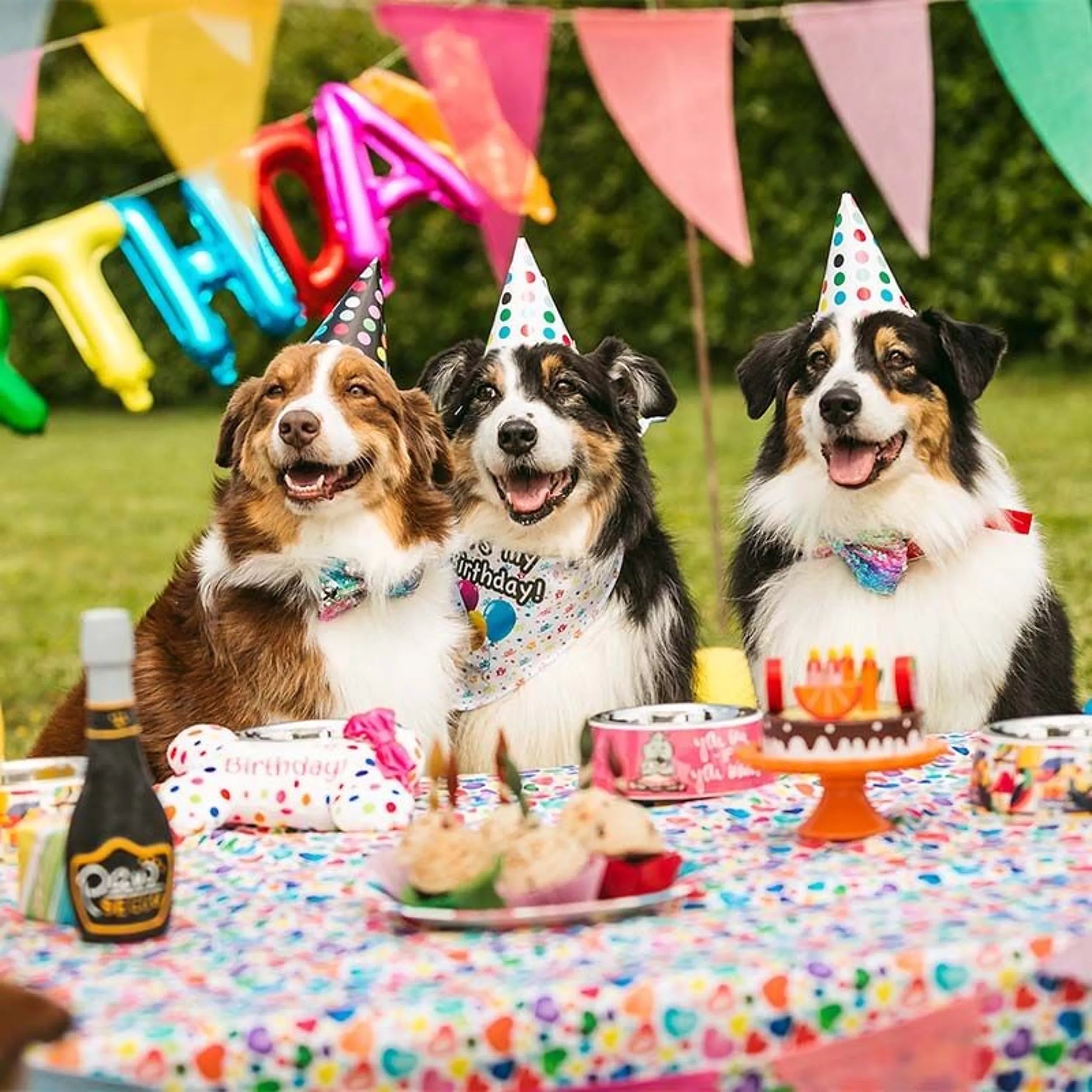 Bougies d'anniversaire pour chien - 4 pcs - Croci