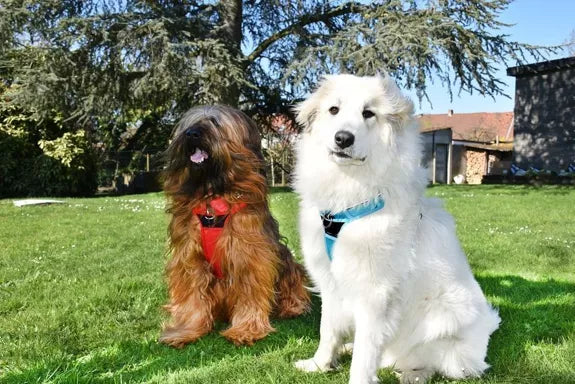 Harnais Bobby confort bleu pour chien