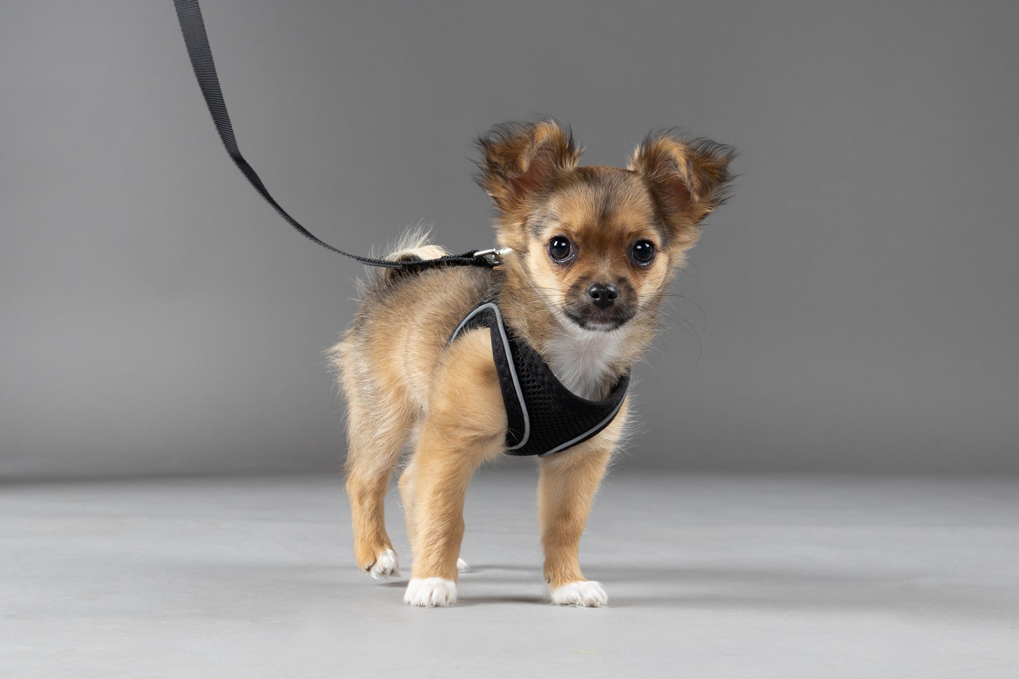 Harnais veste en mesh pour chien FLAMINGO