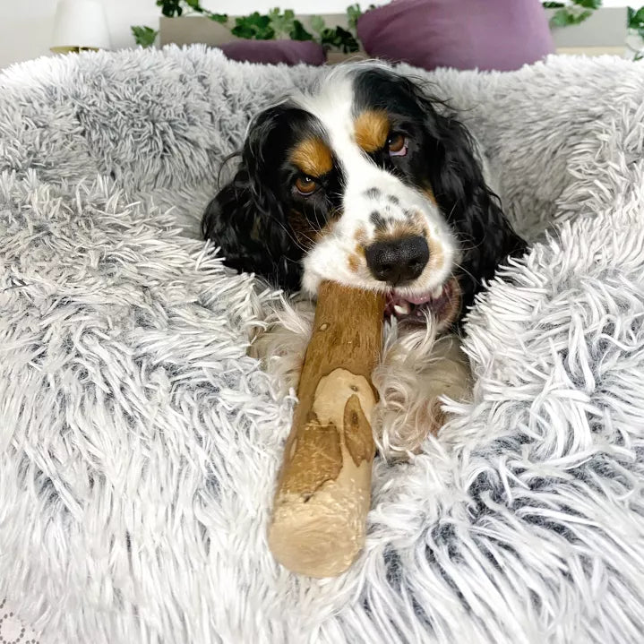 Bois d'olivier pour chiens