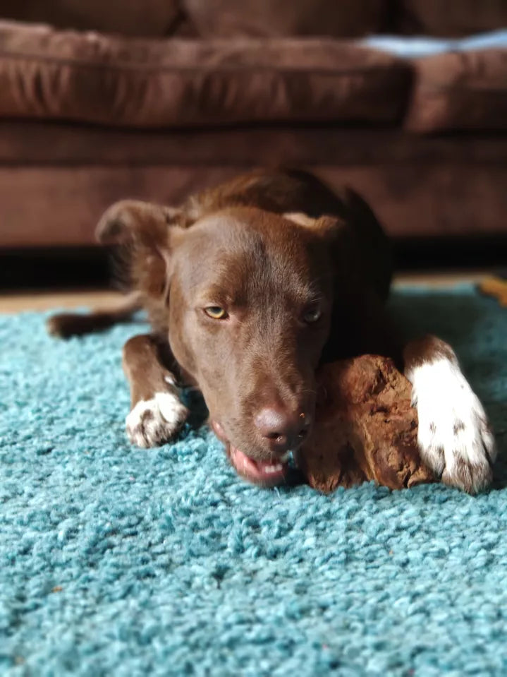 Racine de bruyère à mâcher pour chiens