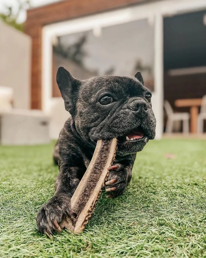 Bois de cerf tranché pour chiens
