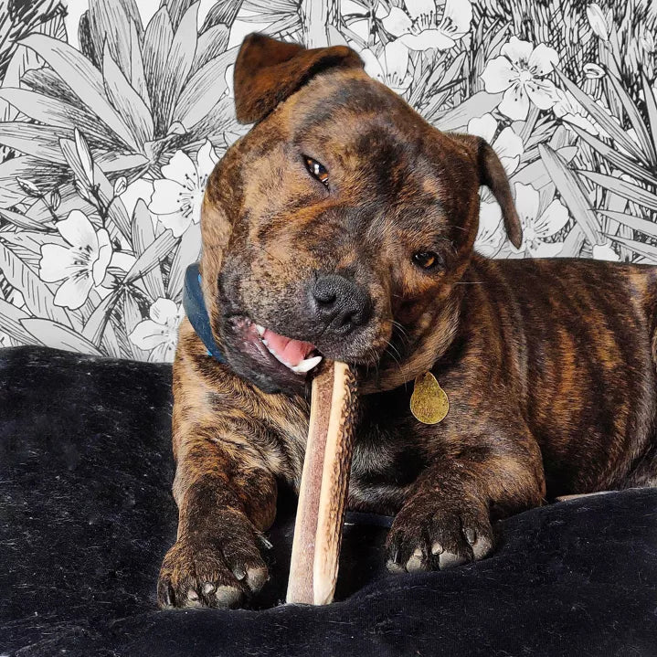 Bois de cerf tranché pour chiens