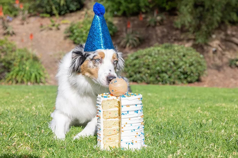 Balle anniversaire pour chien