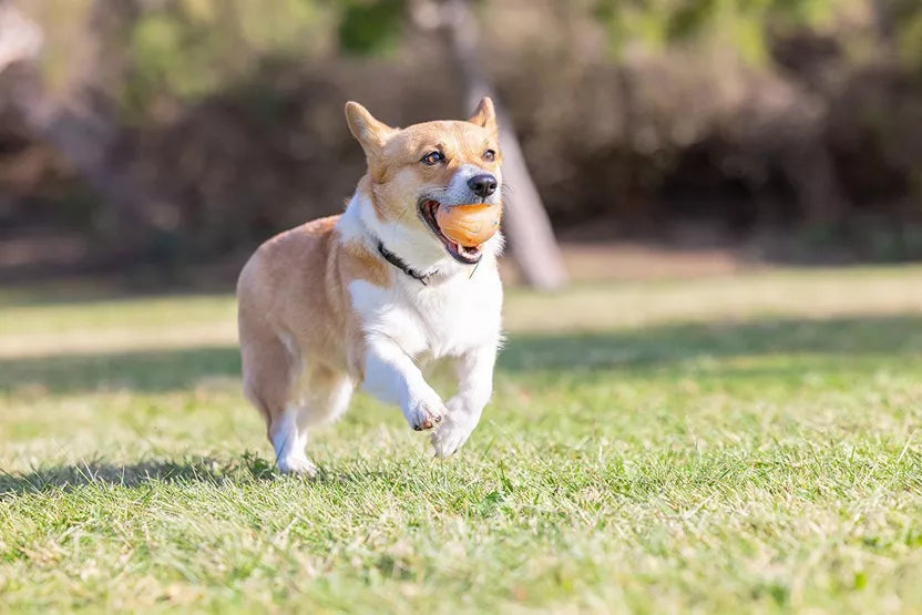 Balle anniversaire pour chien