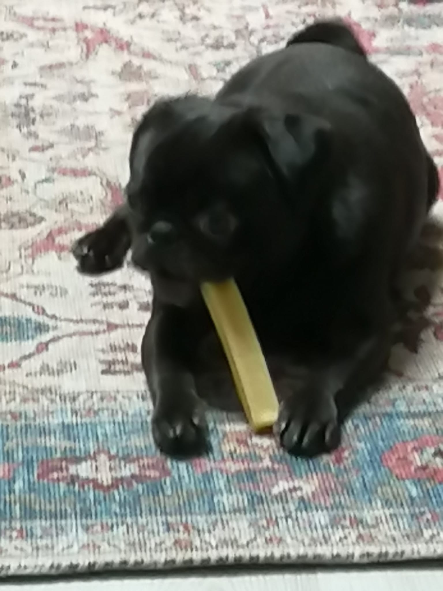 Batonnet de fromage à mâcher pour chien