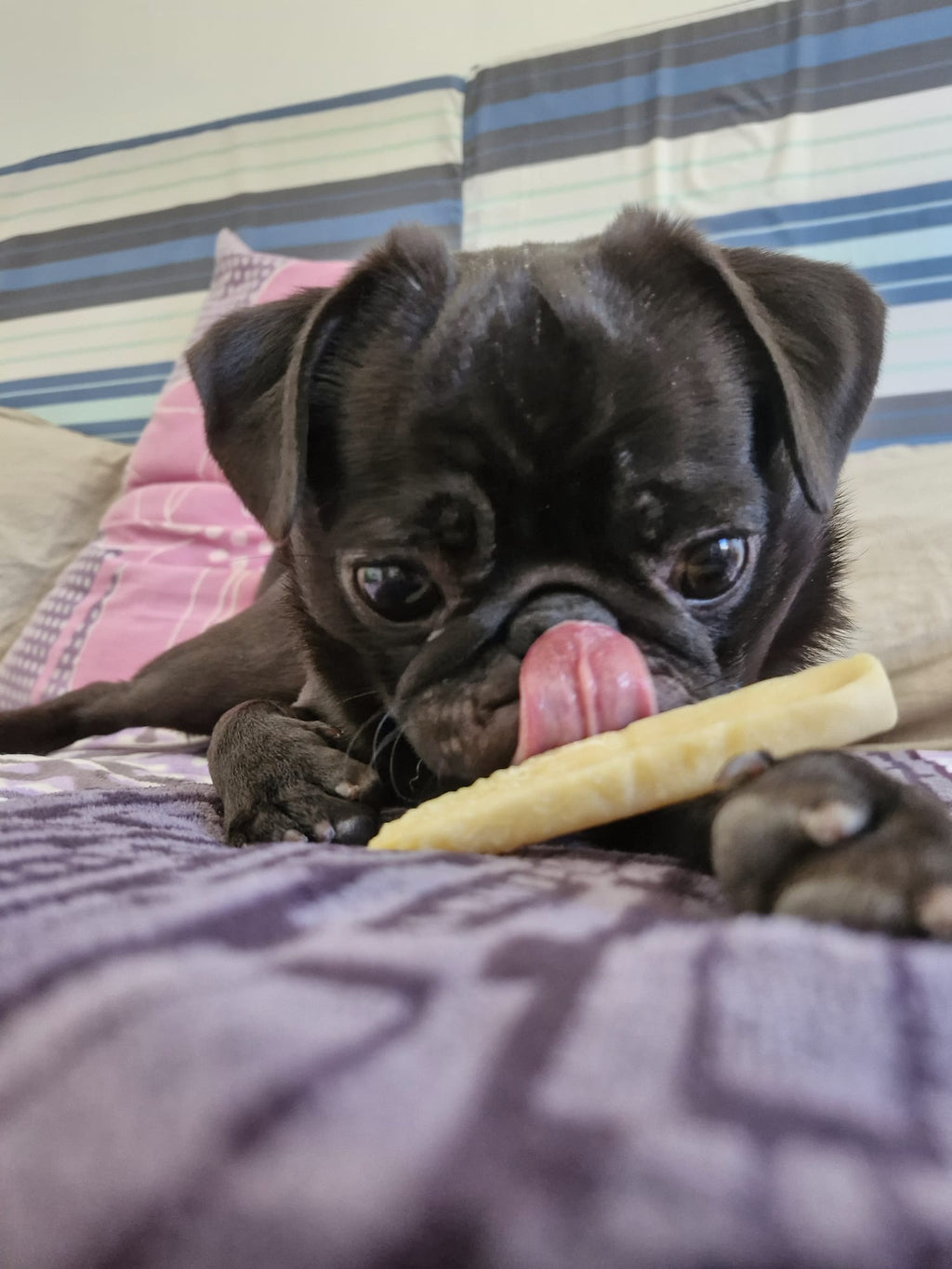 Bâtonnet de fromage à mâcher pour chien