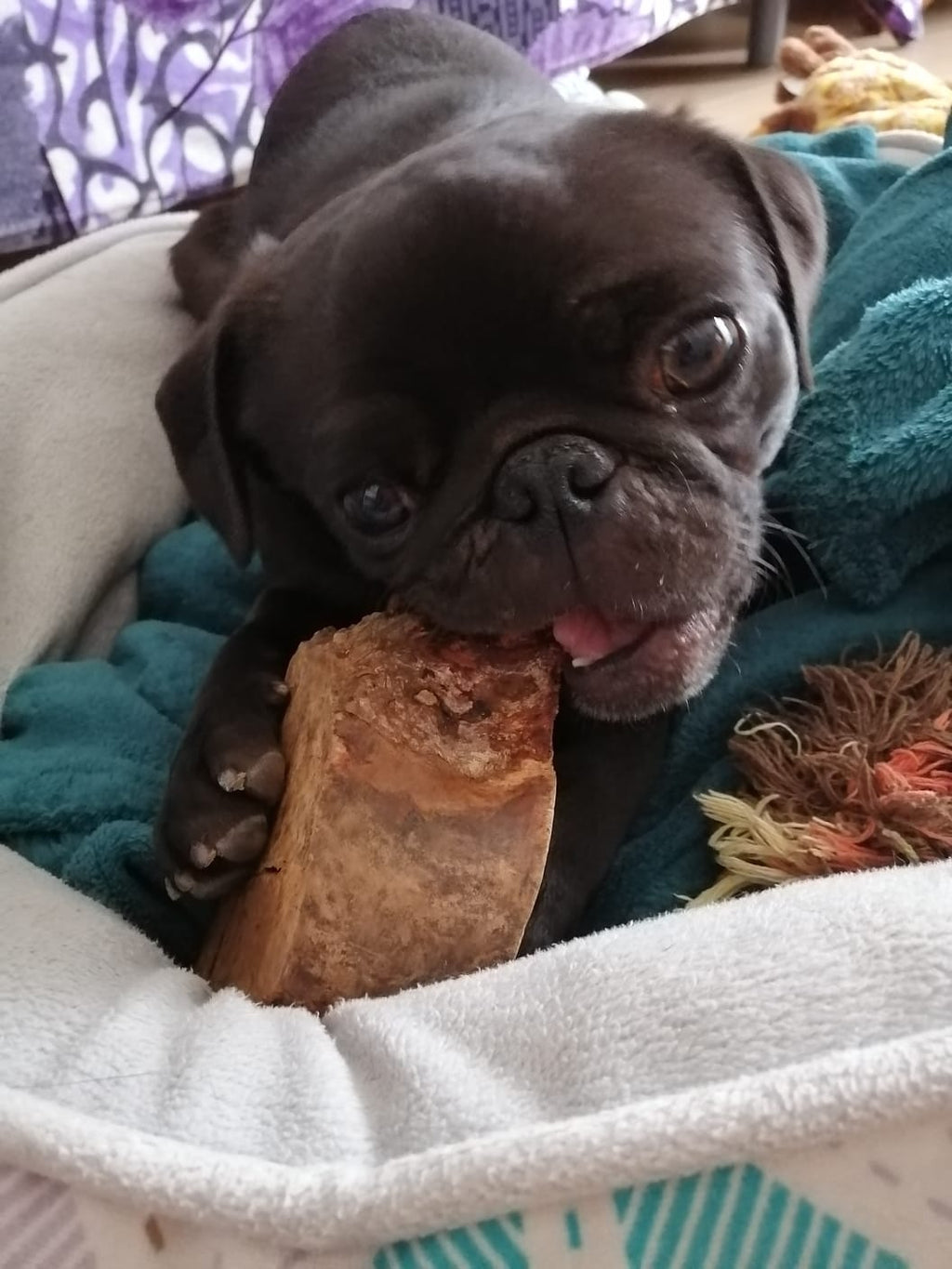 Racine de bruyère à mâcher pour chiens